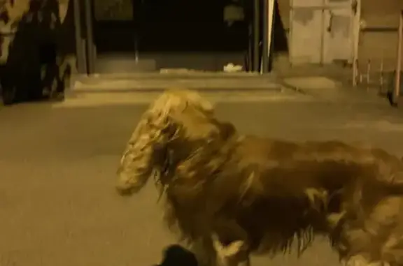 Собака с ошейником на ул. Свободы, 15, Краснодар.