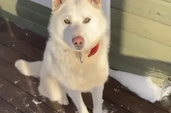 Пропала белая собака на Покровском тракте 5 в Якутске