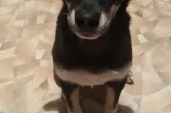 Пропала собака Джесси в Кемеровской области