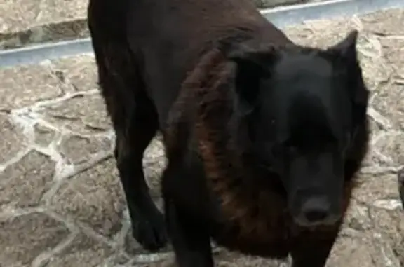 Пропала собака в Сысерти: Восточно-европейская овчарка, черный окрас, 11 лет.