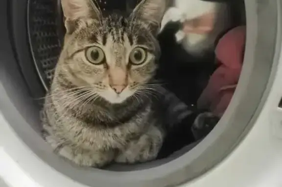 Кошки потеряшки, Иркутск, фото: Потеряшка кошка на ул. Баррикад 62/12, Иркутск