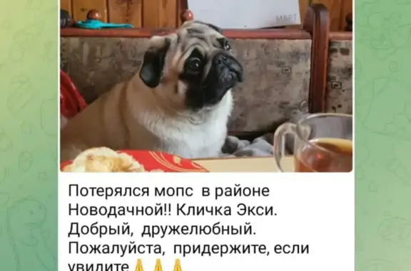 Собака найдена на Новодачной, Москва