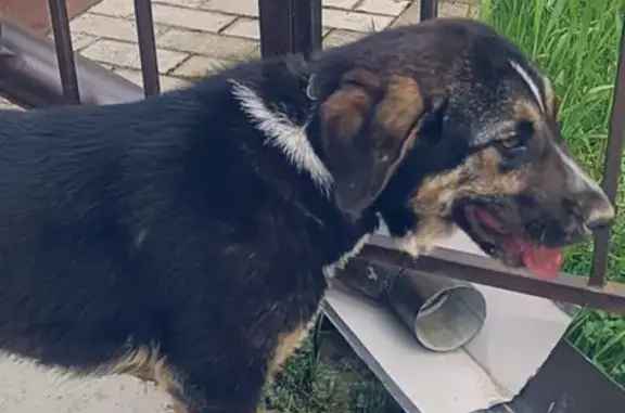 Найдена собака в Белой Речке, ищет хозяев