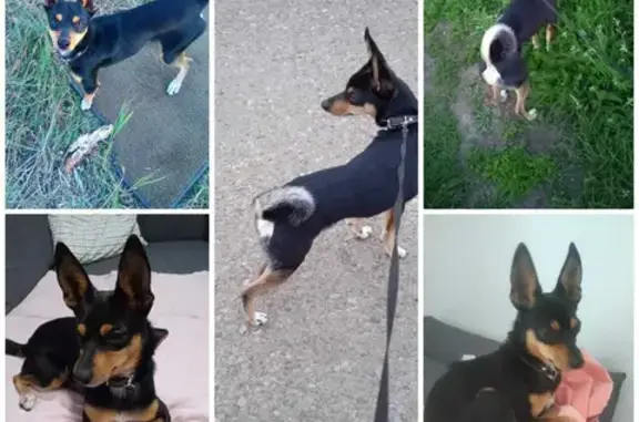 Пропала собака в Чекмагушевском сельсовете