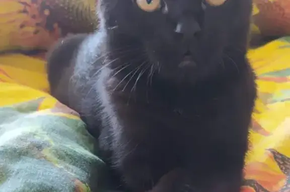 Потерянные животные Омск, фото: Пропала кошка Черныш на Ялтинской, Омск