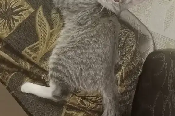 Кошки потеряшки, Тольятти, фото: Потеряшка кошка на бульваре Курчатова, 6 в Тольятти.