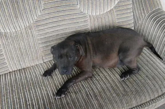 Найдена темно-коричневая собака на Родниковой, Элиста