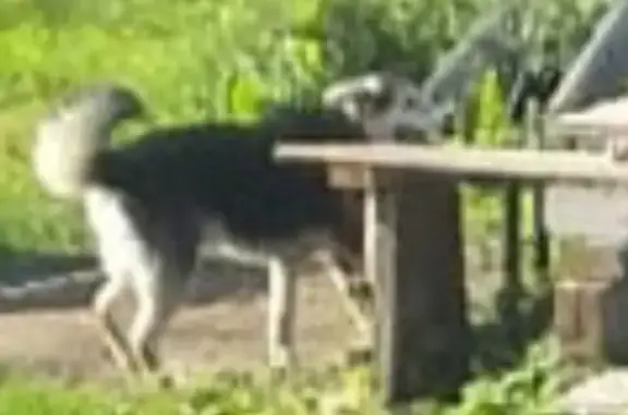 Пропала собака 41К-122 в Шумском сельском поселении