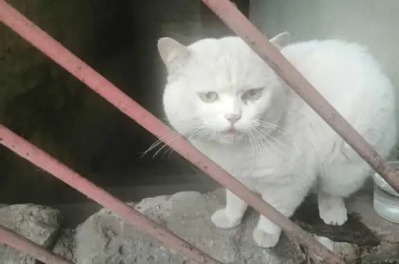 Найден британский белый кот в Брянске, ищу хозяев!