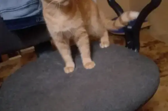 Кошки потеряшки, Ижевск, фото: Потеряшка кошка на улице Есенина, Хохряки