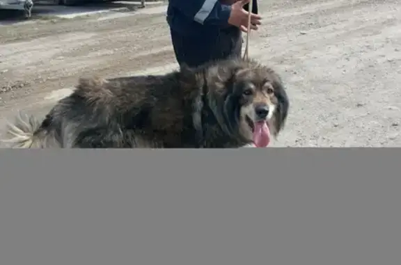 Собака Кавказец найдена в Екатеринбурге