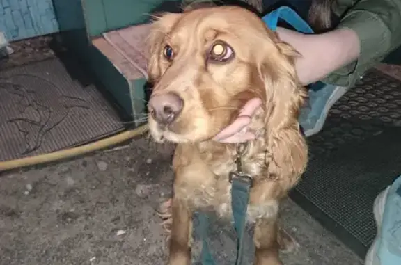 Собака Коккер спаниель найдена на Сельской улице, Воронеж.
