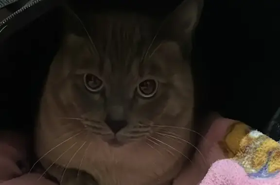 Найден кот на ул. Головань, похож на сиамского, агрессивный или напуганный.