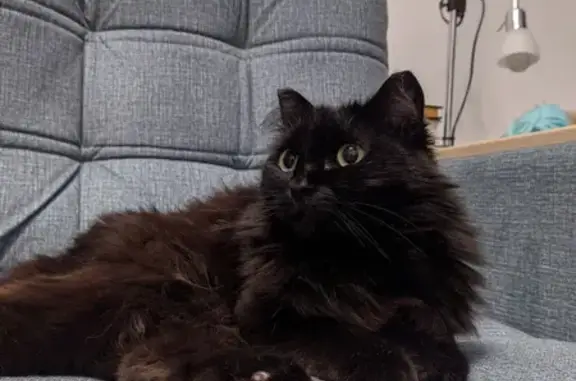 Кошки потеряшки, Новосибирск, фото: Потеряшка черная кошка на ул. Дмитрия Донского, 49, Новосибирск