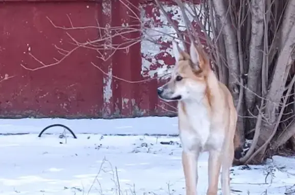 Найдена собака Терри в Северске - нужен приют