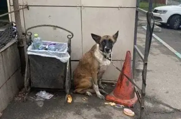 Найдена собака Девочка возле магазина Да, ул. Ленина, 55