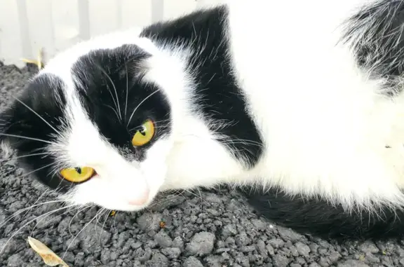 Найдена черно-белая кошка в Сипайлово, возможно потерянная