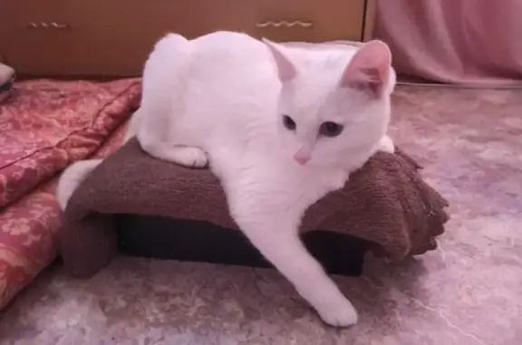 Пропала белая кошка на 4-й Пятилетке, Каменск-Уральский