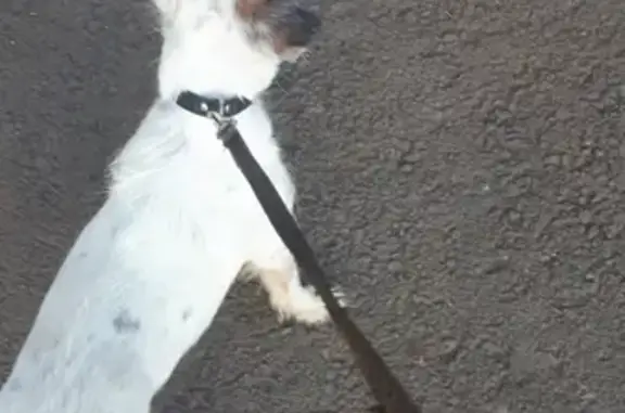 Собака найдена на улице Обручева, 4 в Братске.