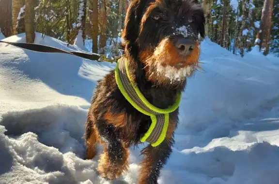 Пропала собака Яша в Бузыково, Тверская область.