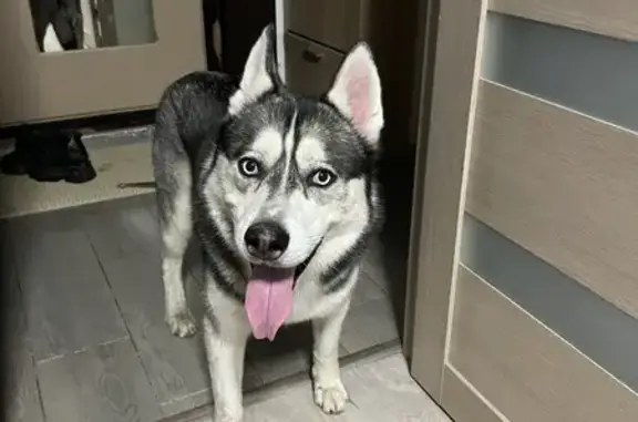 Собака Хаски найдена на Адмирала Лазарева, 62 к1, Москва.