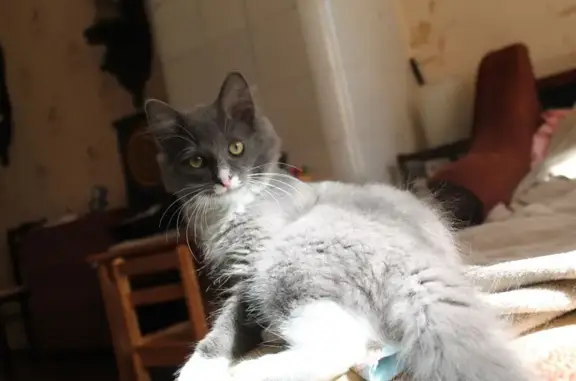 Объявления о пропавших и найденных животных, Санкт-Петербург, фото: Пропала кошка Буся на Введенской улице, СПб