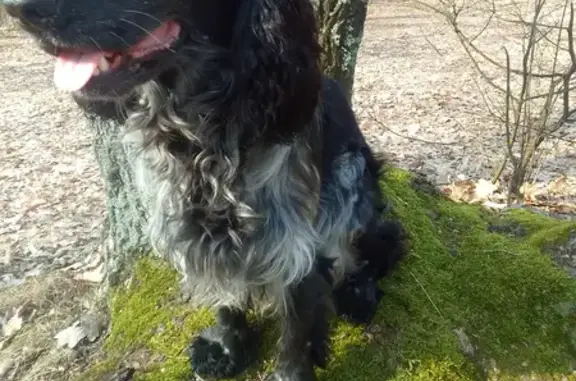 Пропала собака Мальчик Спаниель в Воронежской области