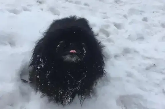 Пропала собака Ася в Кобяково, Московская область