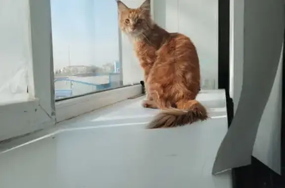 Найдена кошка в Апрелевке, Московская область