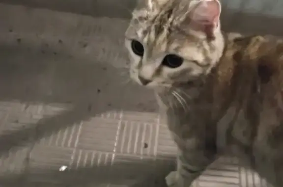 Найдена кошка на ул. Бирюкова, 15 в Томске