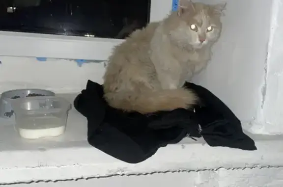 Найдена рыже-белая кошка на улице Курнатовского, 73 в Чите