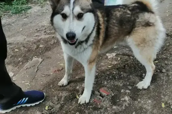 Собака Лайка найдена на Большой Спасской улице, 15 в Ржеве