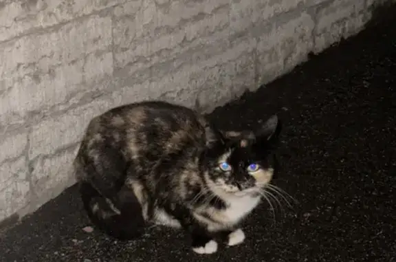 Найдена кошка на 17-й линии В.О. в СПб