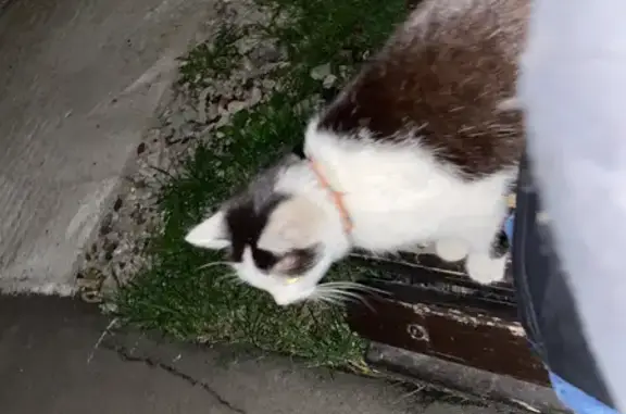 Пропала кошка с ошейником: ул. Винокурова, 20, Новочебоксарск