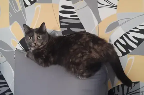 Потерянные животные Санкт-Петербург, фото: Пропала кошка на Светлановском проспекте 101, СПб.