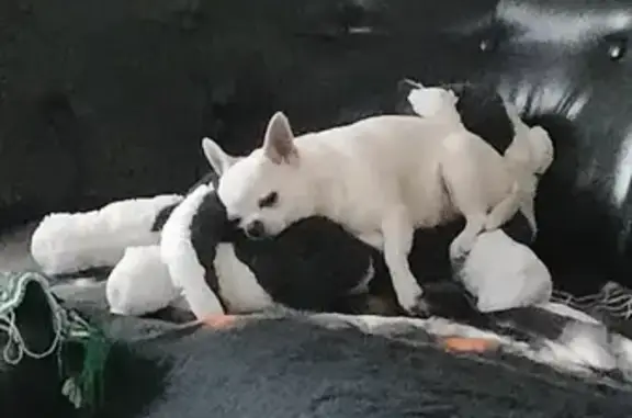 Собаки потеряшки, Краснодар, фото: Потеряшка собака Арчи на Ореховой ул. 220