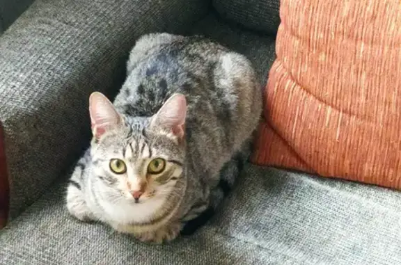 Потерянные животные Санкт-Петербург, фото: Пропала кошка Мося на пр. Энтузиастов, 45 к2, СПб