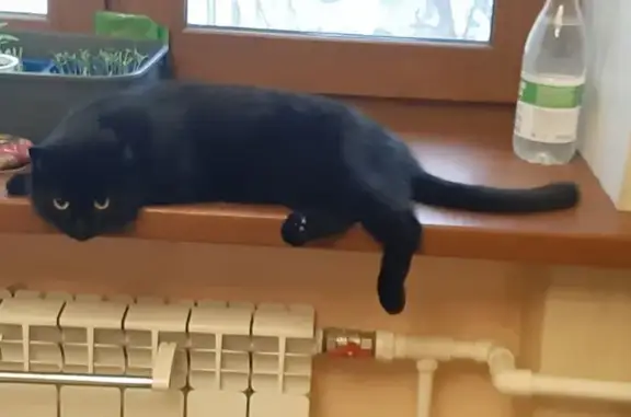 Кошки потеряшки, Санкт-Петербург, фото: Потеряшка кошка Неро на Ивановской, СПб