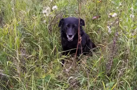 Пропала собака Тотошка на Комсомольском пр-те 49, Кемерово