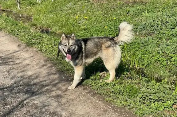Найден серый пес-овечка с ошейником в Часцах, Московская область