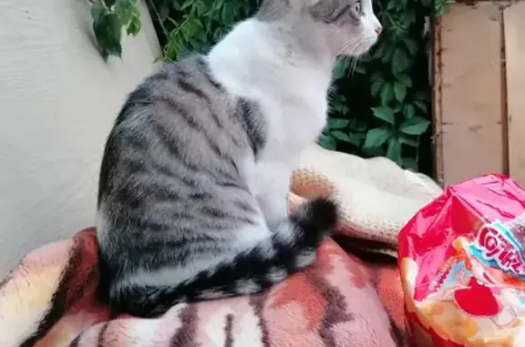 Кошки потеряшки, Курган, фото: Потеряшка бело-полосатая кошка на ул. Илизарова, Курган