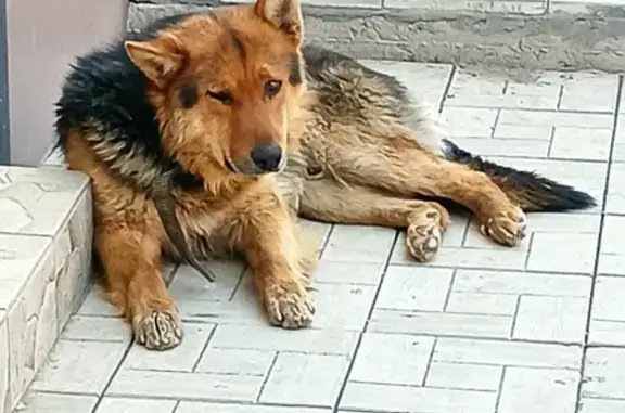 Найдена собака на улице Терешковой, Оренбург