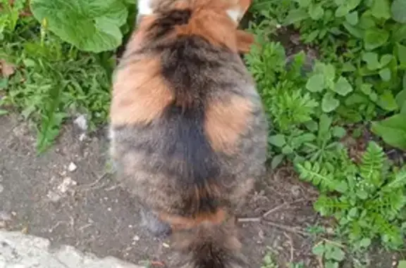 Контактная кошка на Одесской, 15 в Саратове
