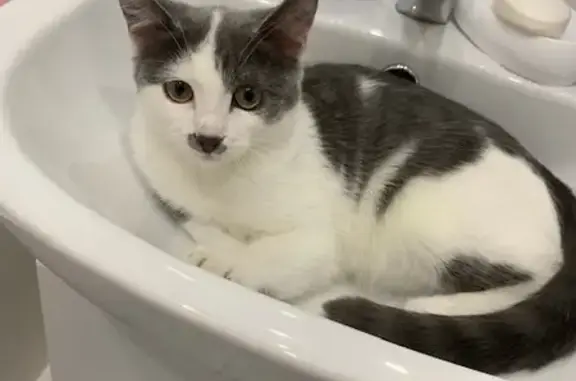 Кошки потеряшки, Новосибирск, фото: Потеряшка кот Симба на ул. Сибиряков-Гвардейцев, 60, Новосибирск