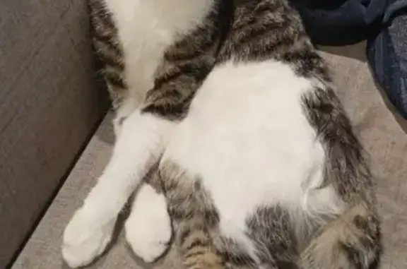 Кошки потеряшки, Санкт-Петербург, фото: Кошка пропала на Московском проспекте, 216.