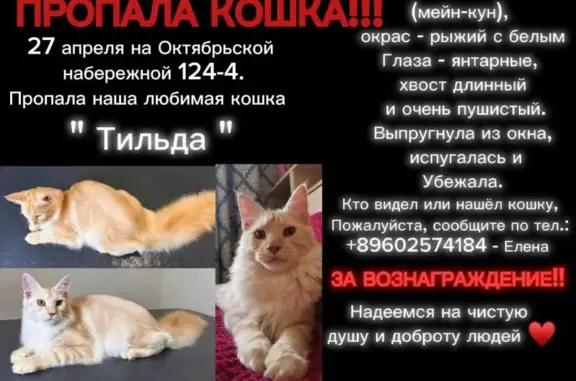 Кошки потеряшки, Санкт-Петербург, фото: Потеряшка кошка на Октябрьской набережной, 124 к4