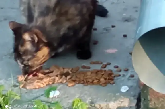 Найдена кошка Черепаховый окрас на улице Космонавтов, 25 в Люберцах