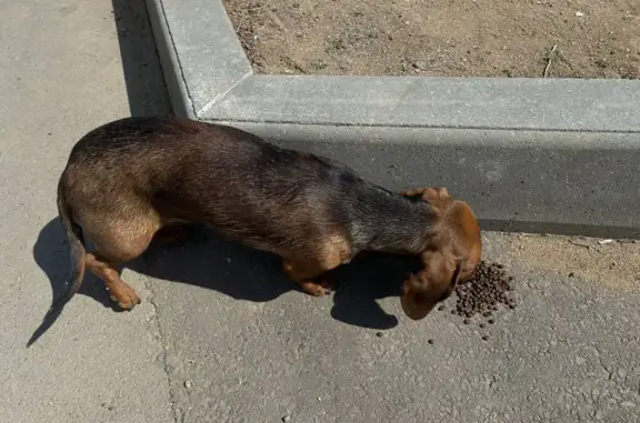 Собака найдена на улице Энтузиастов, 15 в Чите.