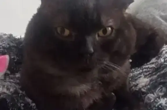 Пропала черно-коричневая кошка в Качканаре
