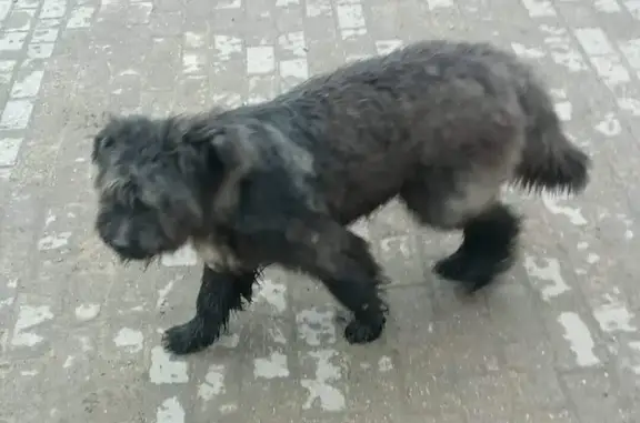 Потерянная собака на Монинском шоссе